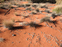 Rabbit droppings and tracks in the dunes